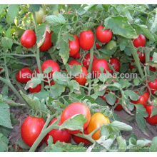 T02 Jacka boa qualidade oval forma melhor op tomate sementes para o plantio